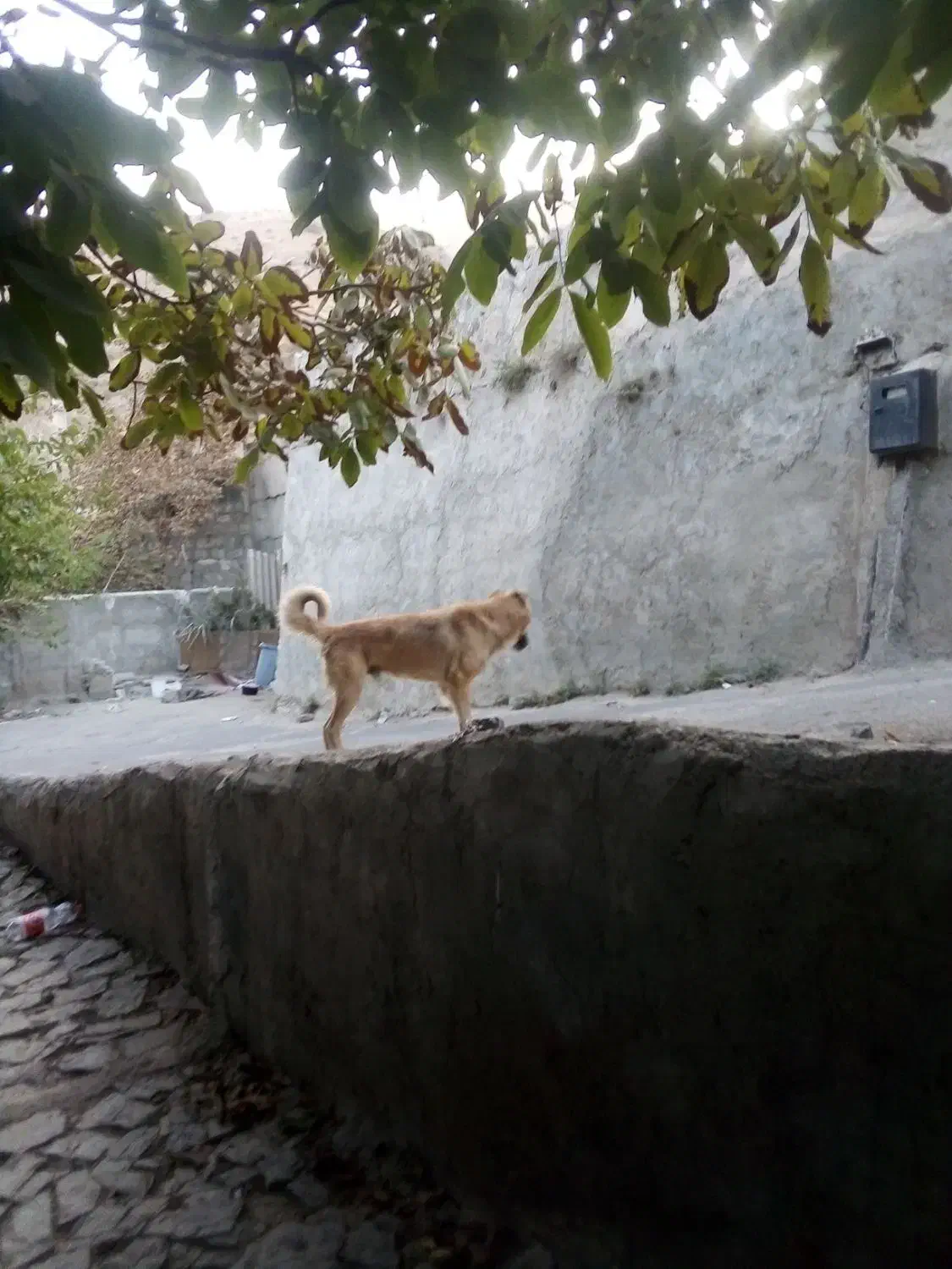 سگ سراب سگ نگهبان|سگ|کرج, باغستان|دیوار