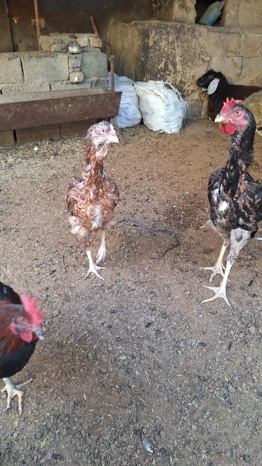 مرغ لاری|حیوانات مزرعه|رامیان, |دیوار