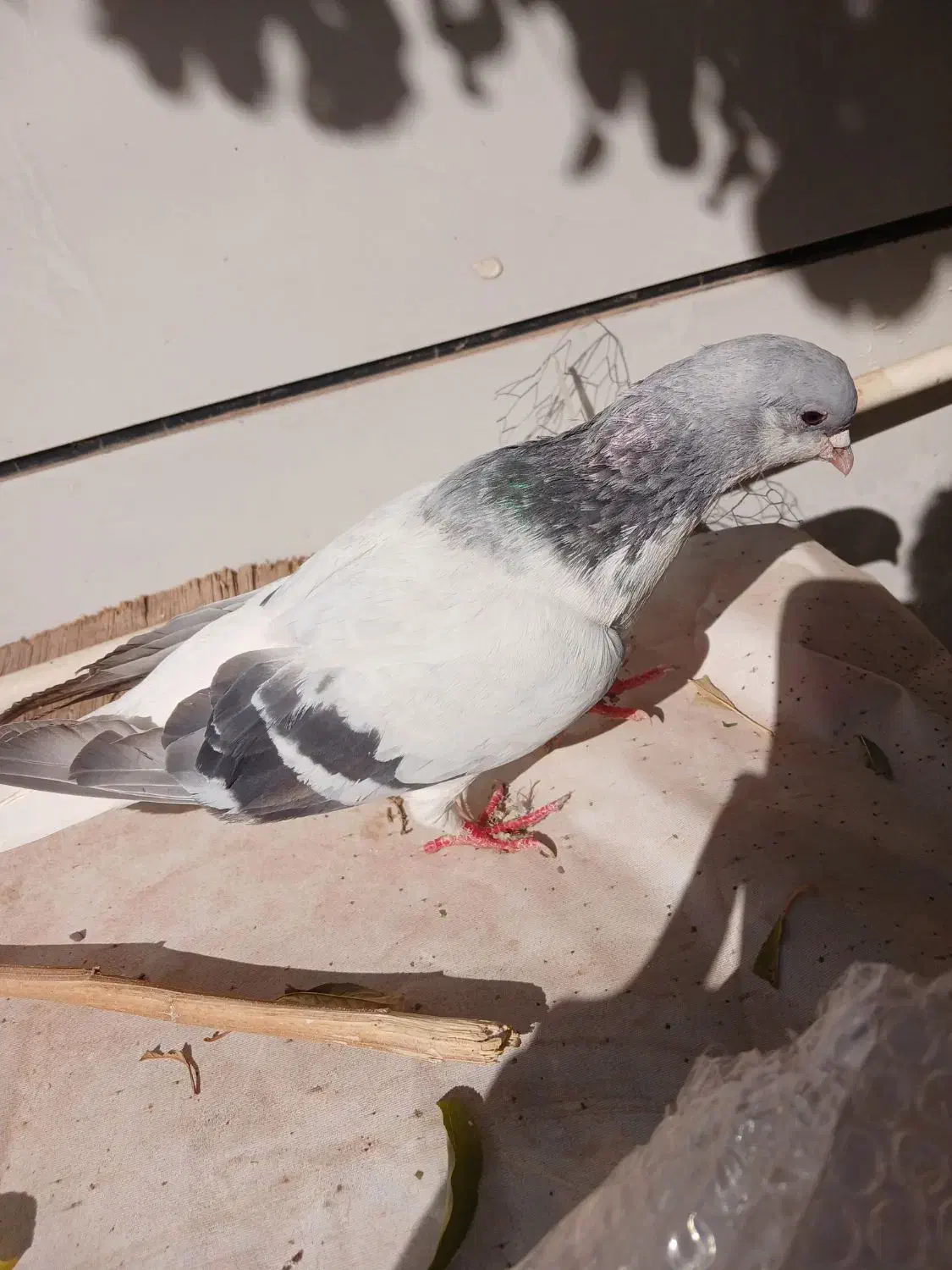 بدرنگ نر|پرنده|اقبالیه, |دیوار