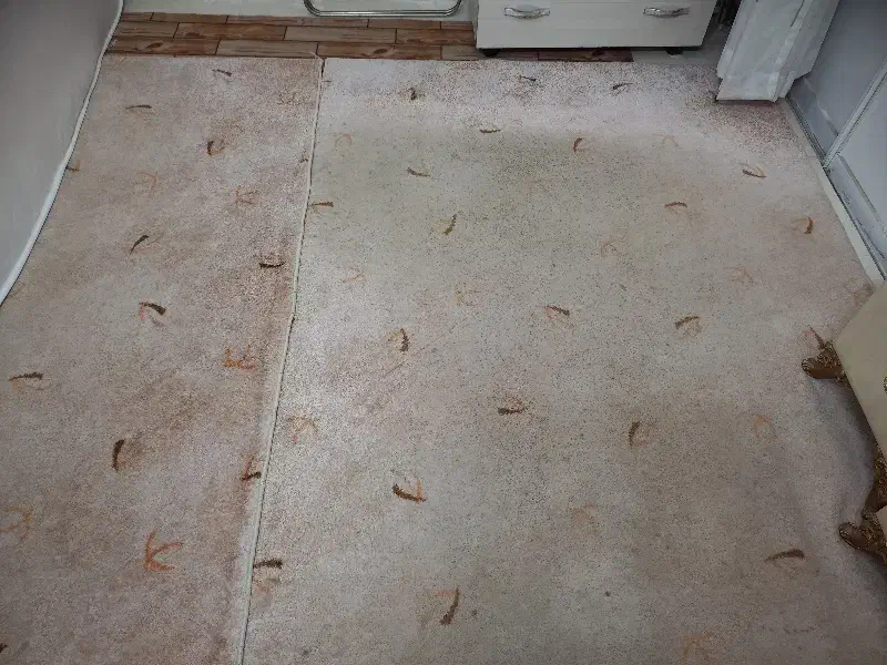 فرش|موکت|لاهیجان, لیالستان|دیوار