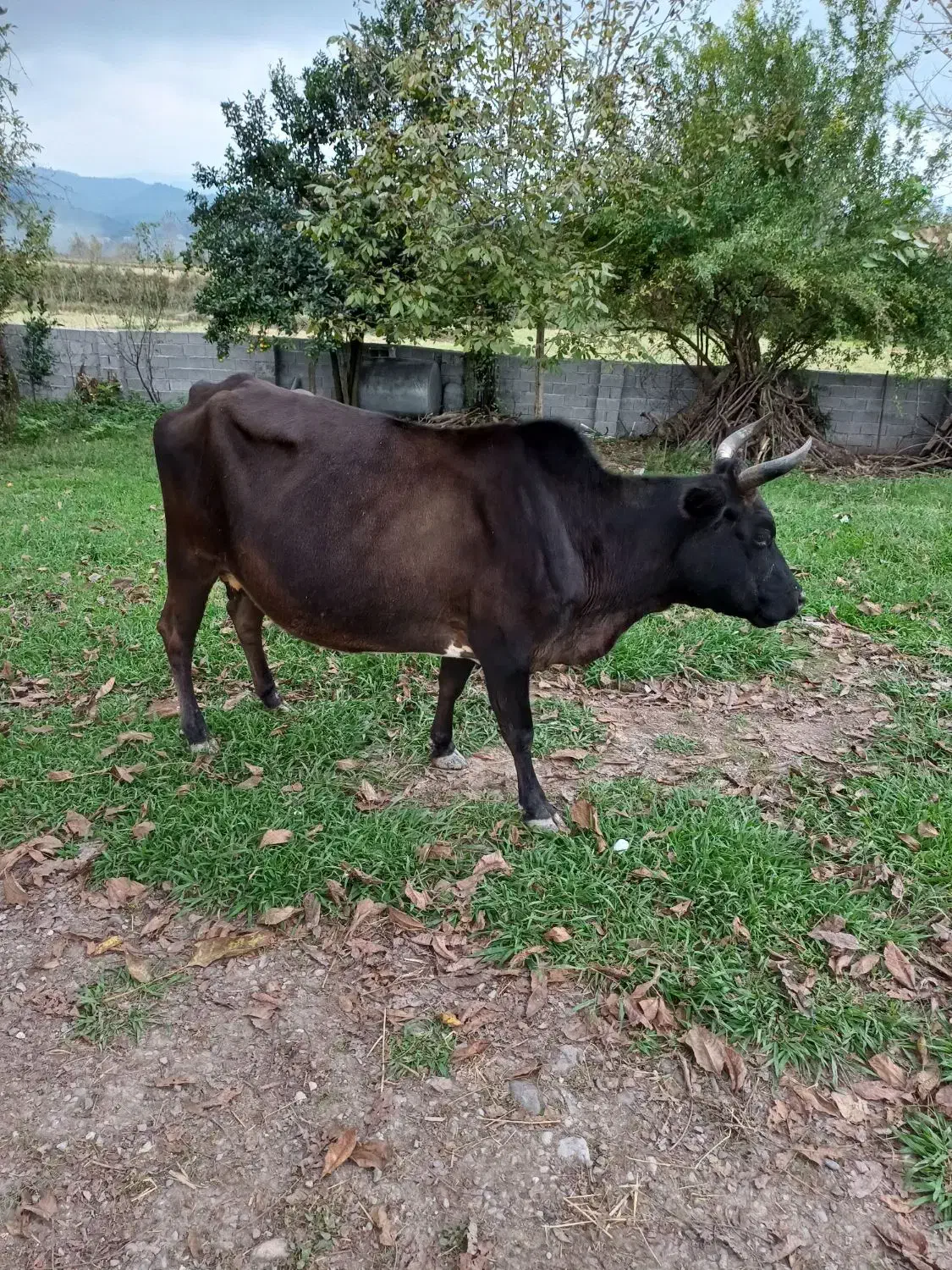 فروش گاو با گوساله ماده|حیوانات مزرعه|سنگر, |دیوار