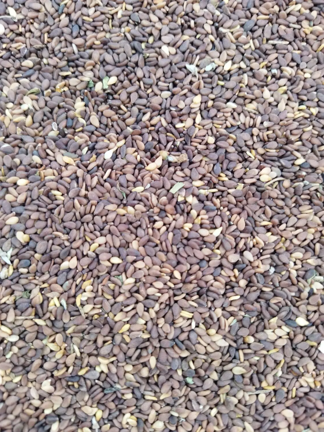 بذر کنجد|خدمات باغبانی و درختکاری|خورموج, |دیوار