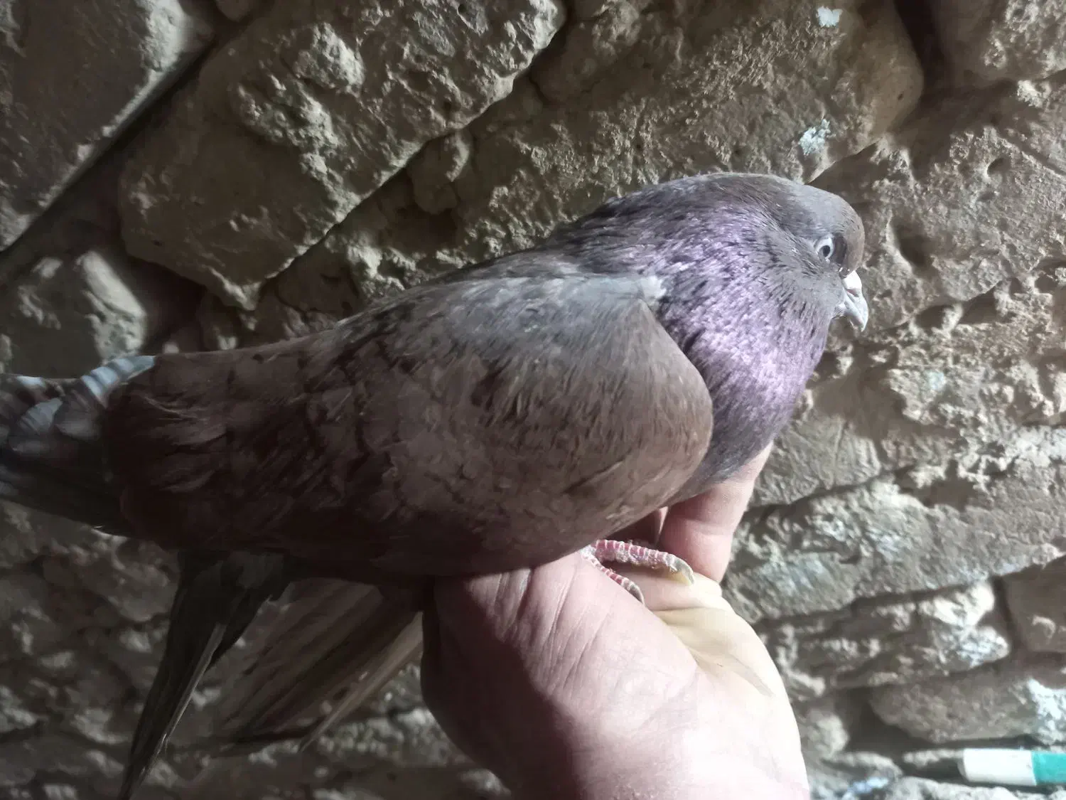 کبوتر پرشی|پرنده|اردکان, |دیوار