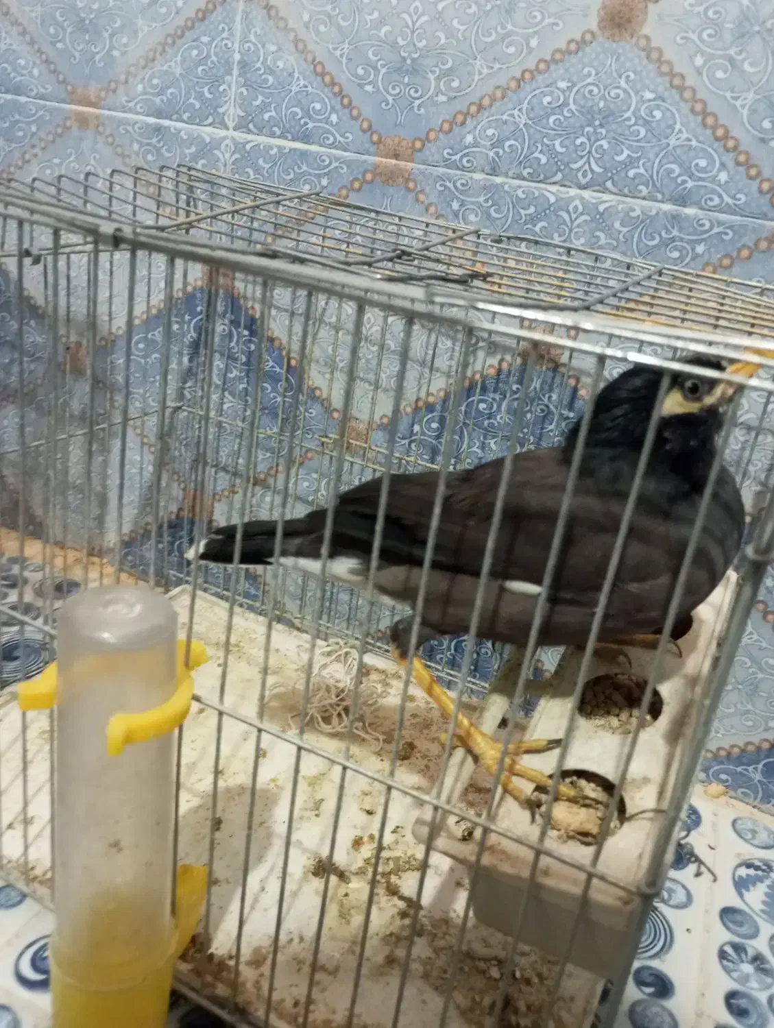 مرغ مینا|پرنده|زاهدان, |دیوار