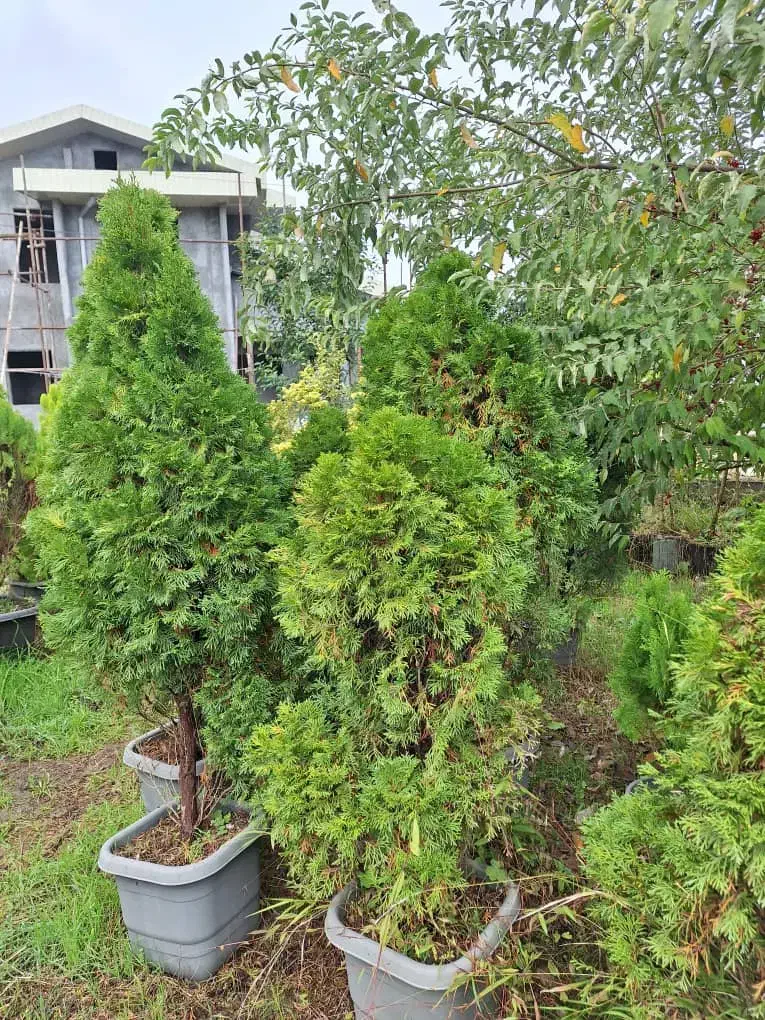 فروش  گلهای بیرونی با تخفیف ویژه|خدمات باغبانی و درختکاری|تنکابن, |دیوار