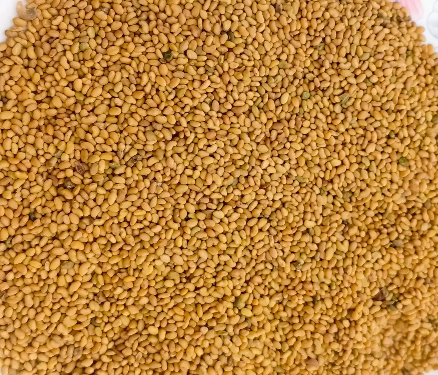 بذر یونجه|گل و گیاه طبیعی|شیراز, ستارخان|دیوار