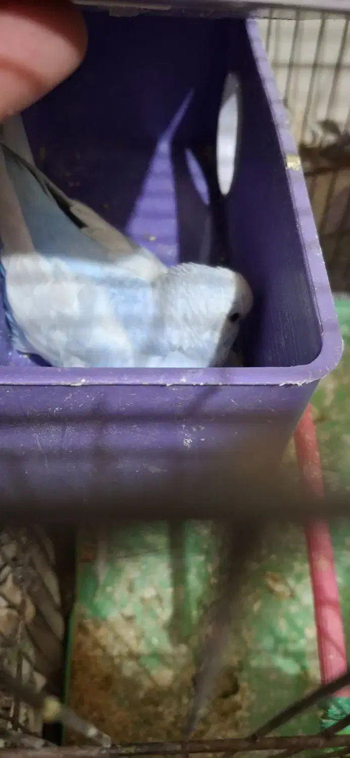 مرغ عشق سر تخم|پرنده|مسجد سلیمان, |دیوار