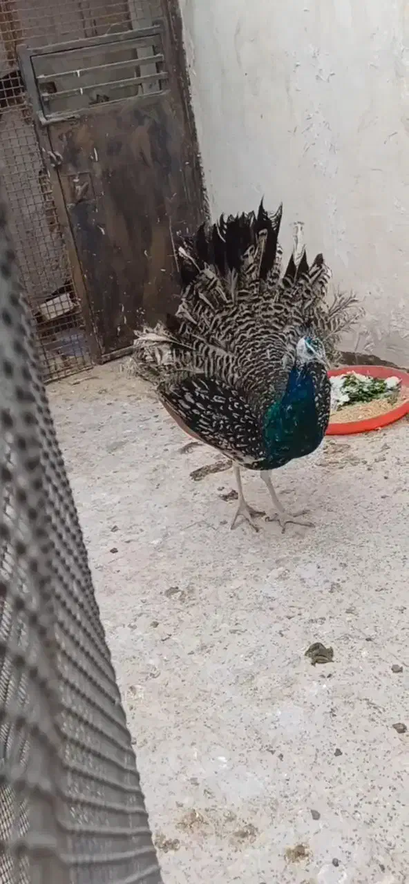 طاووس نر مصری ۷ماهه|پرنده|مشهد, رده|دیوار