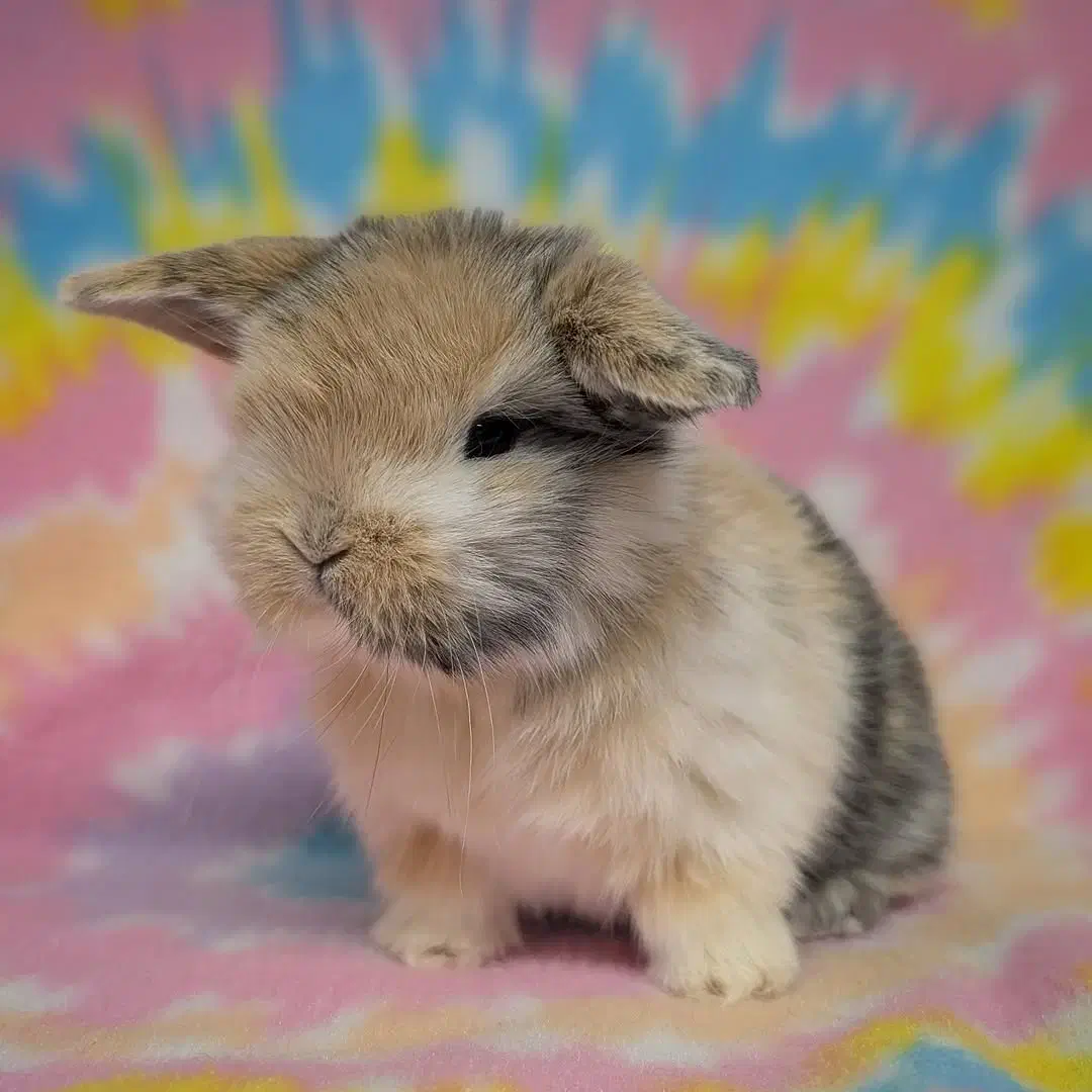 هدیه روز دختر خرگوش عروسکی|موش و خرگوش|مشهد, دانشجو|دیوار