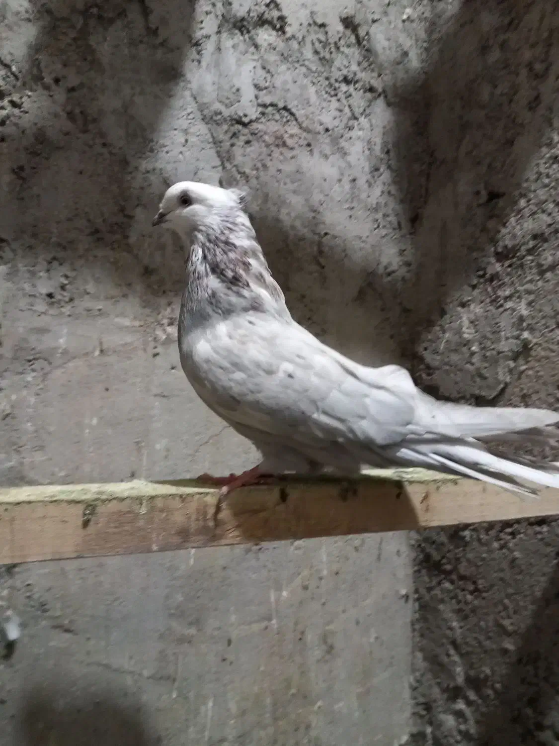 ۵تا کبوتر|پرنده|عجب شیر, |دیوار