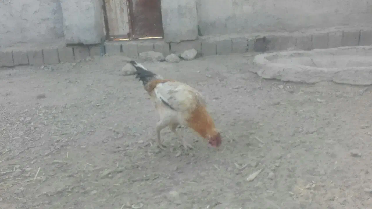 سه خروس وطنی چاق چله دو رگه|حیوانات مزرعه|کوهپایه, |دیوار