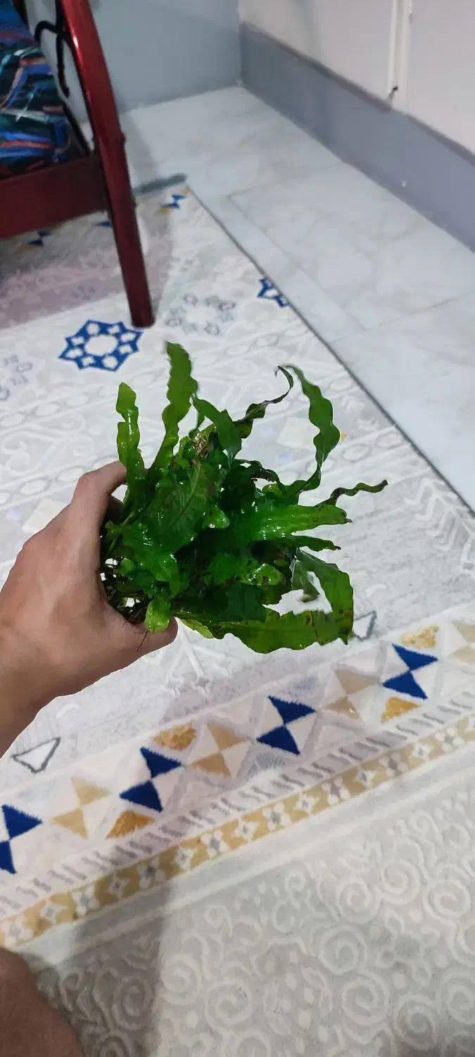 گیاه اکواریومی|ماهی|گرگان, |دیوار