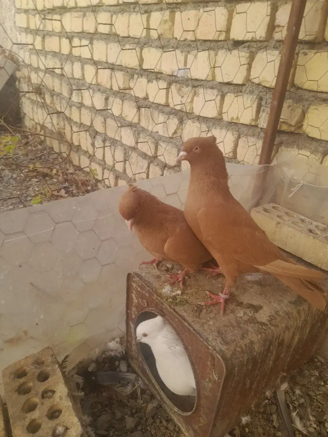 کبوتر زرد|پرنده|باغ بهادران, |دیوار