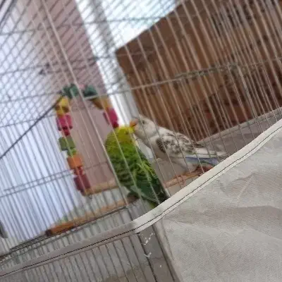 یک جفت مرغ عشق|پرنده|اهر, |دیوار