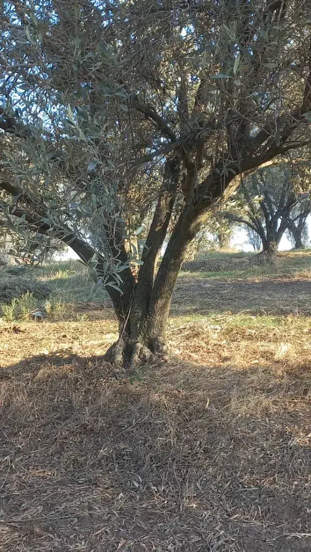 درخت زیتون|خدمات باغبانی و درختکاری|آزادشهر, |دیوار