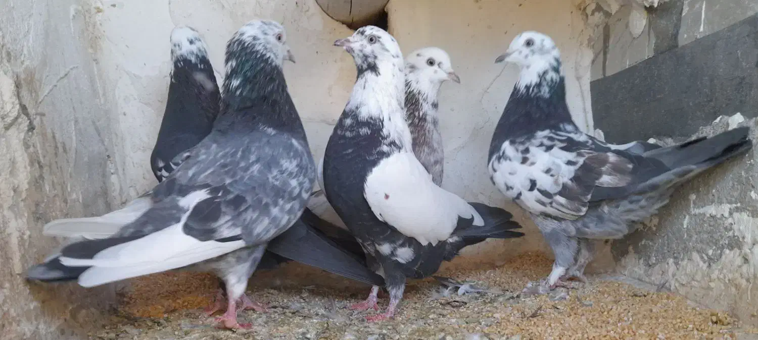 کبوتر پرشی|پرنده|دیواندره, |دیوار