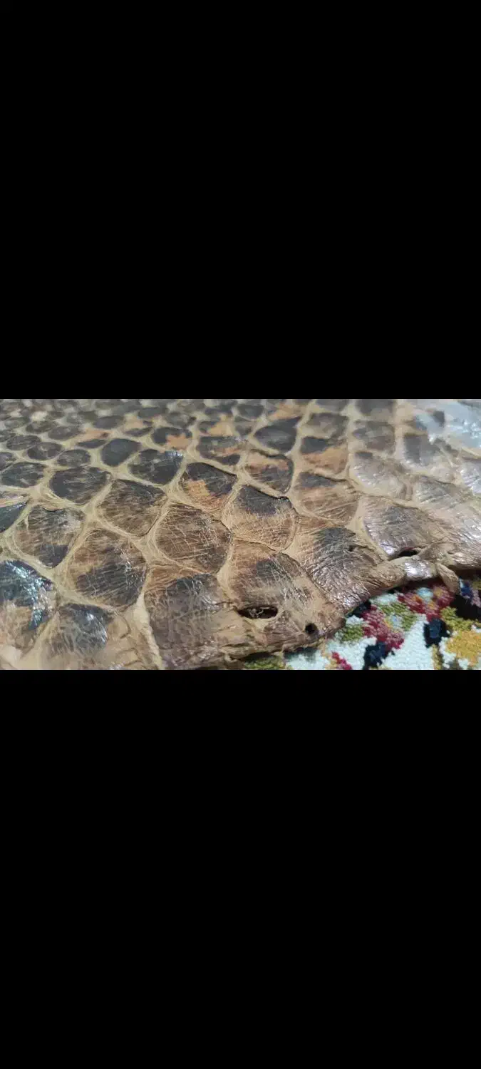 پوست مار آناکوندا|کلکسیون اشیاء عتیقه|ساری, |دیوار