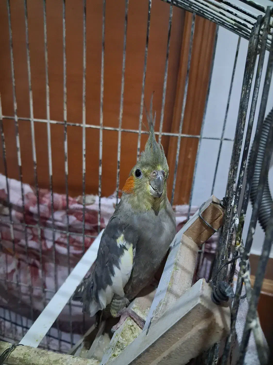 عروس هلندی جفت|پرنده|فردوسیه, |دیوار