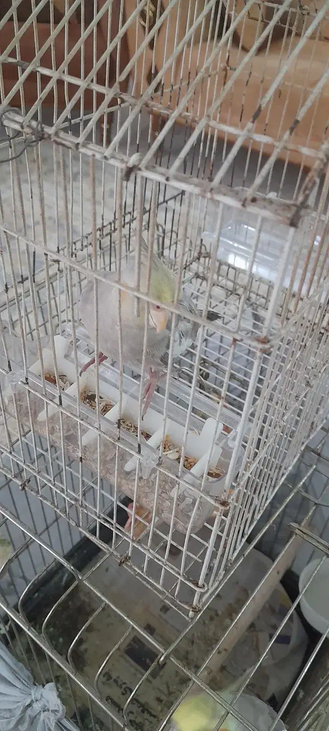 عروس هلندی|پرنده|رشت, نظری|دیوار