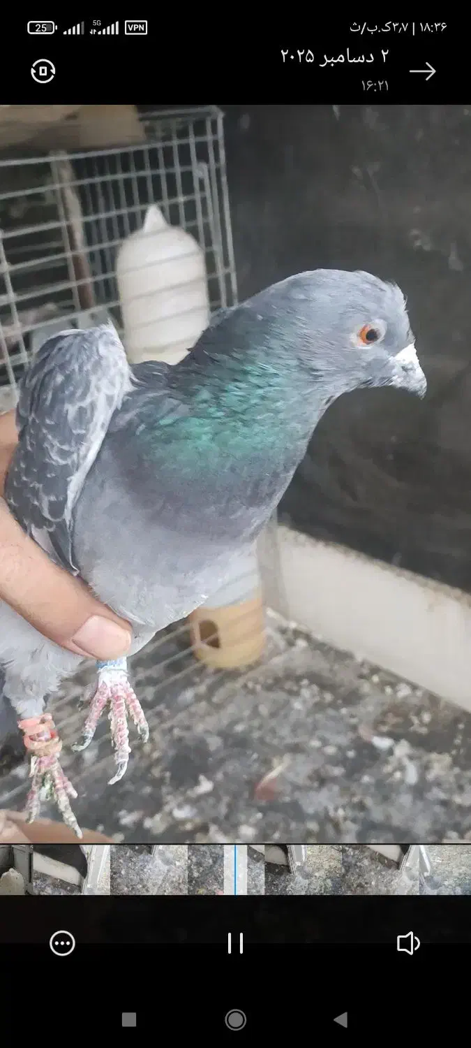 گم شده|پرنده|پردیس, فاز ۴|دیوار