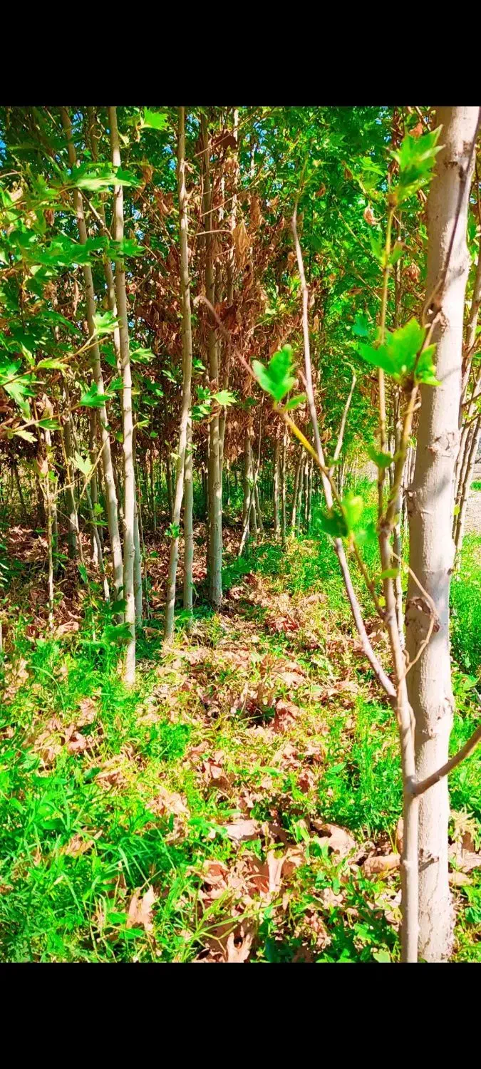 نهال چنار دو ساله|خدمات باغبانی و درختکاری|خفر, |دیوار