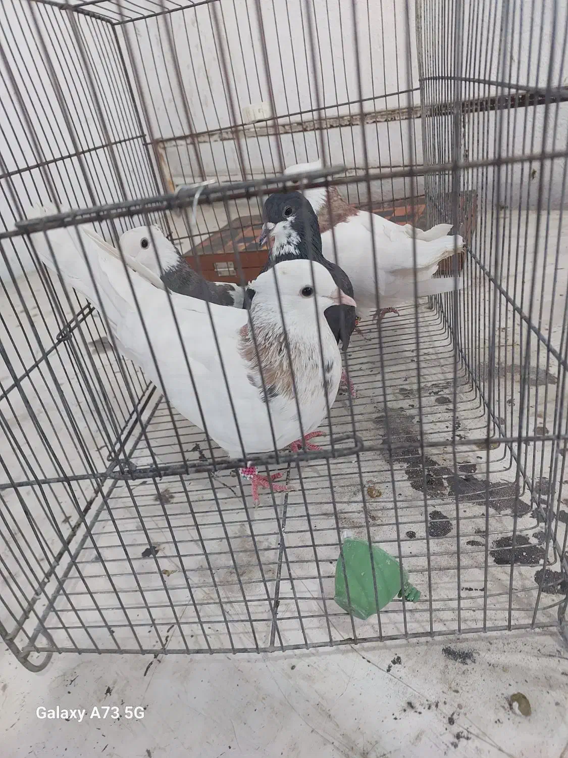 کفتر|پرنده|مرودشت, استادیوم‎|دیوار