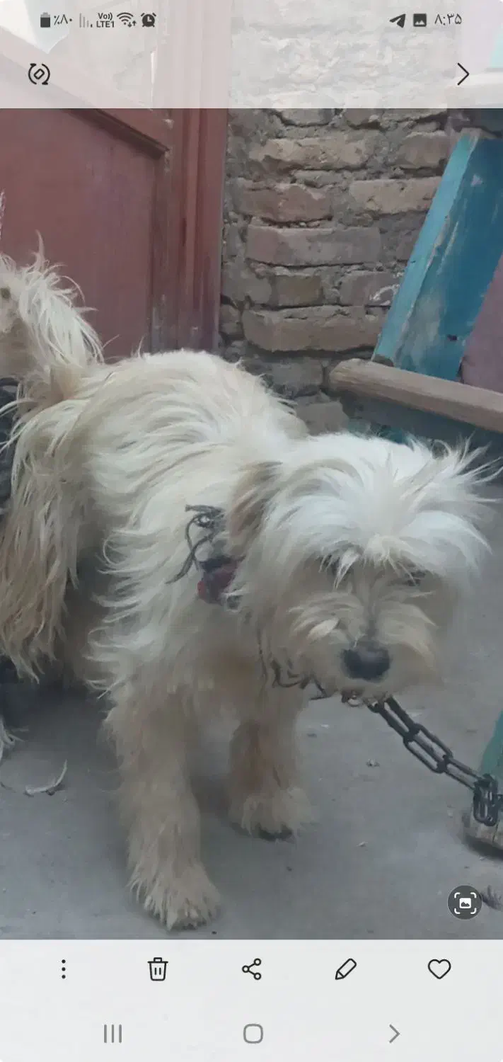 سگ گمشده|حیوانات|میاندوآب, |دیوار