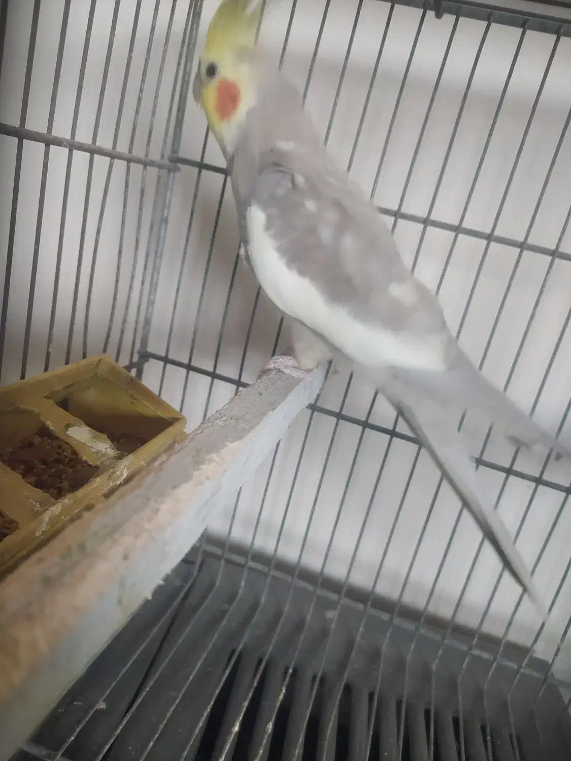 عروس هلندی فروشی|پرنده|تنکابن, |دیوار