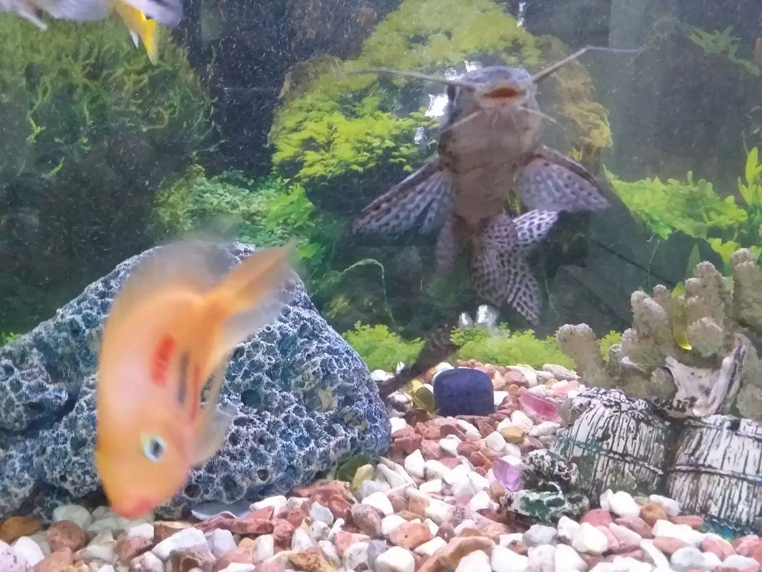 ماهی آکواریوم|ماهی|خرمشهر, |دیوار