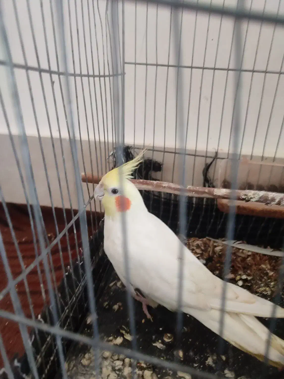 عروس هلندی کاملا دستی و آواز خوان|پرنده|مینودشت, |دیوار