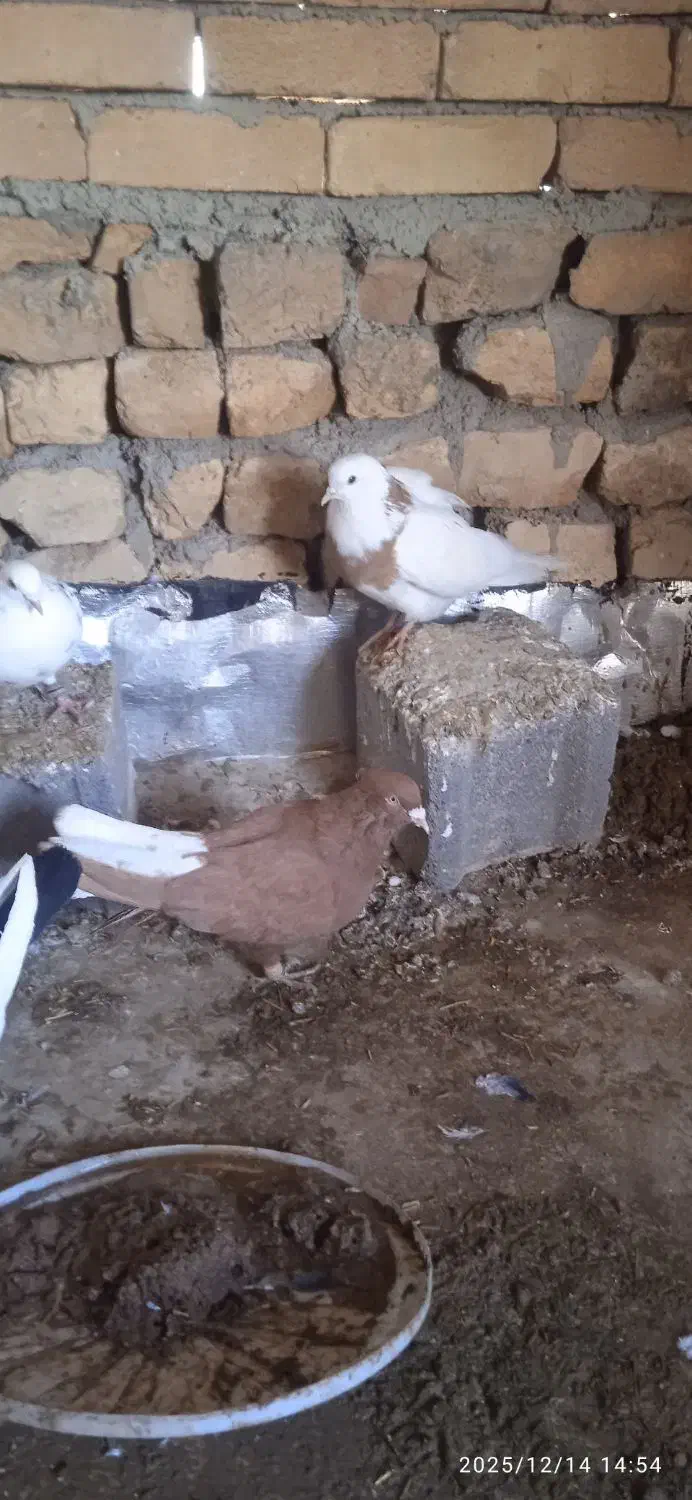 یدونه زرد دم سفید نر یدونه هم طوقی زردماده|پرنده|شراء, |دیوار