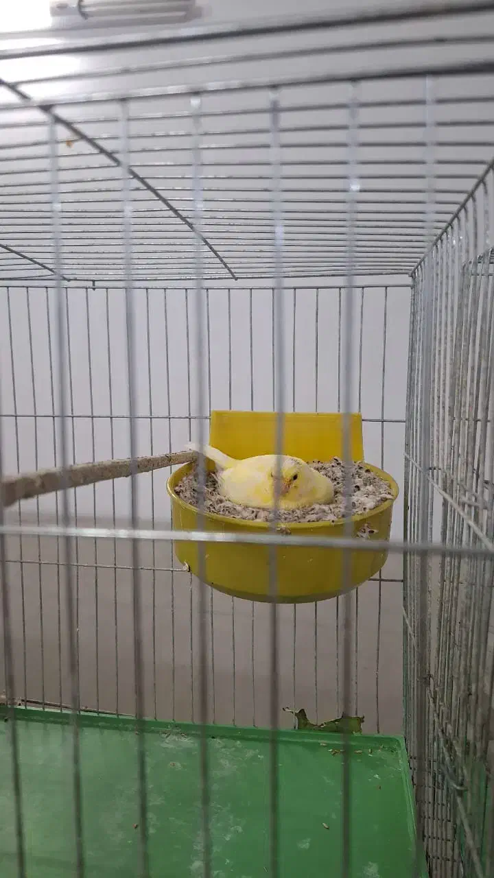 فروش قناری|پرنده|اردکان, |دیوار