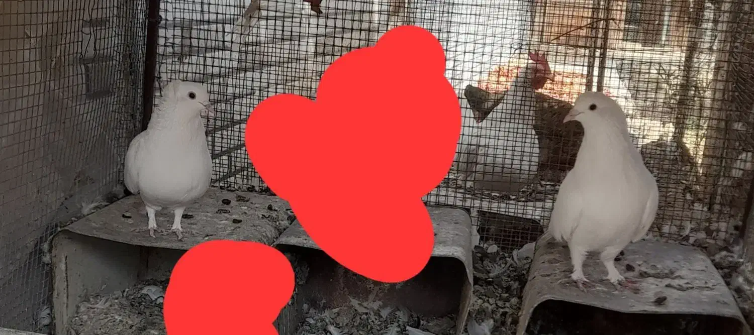 کبوتر سفید|پرنده|اردکان, |دیوار