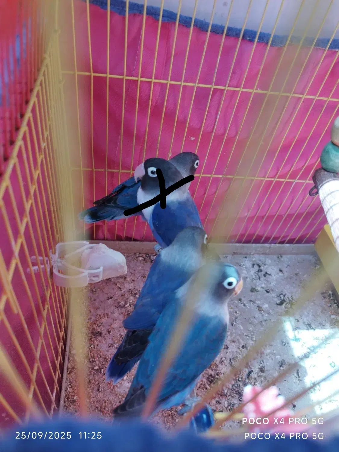 طوطی برزیلی  آبی|پرنده|بروجرد, |دیوار