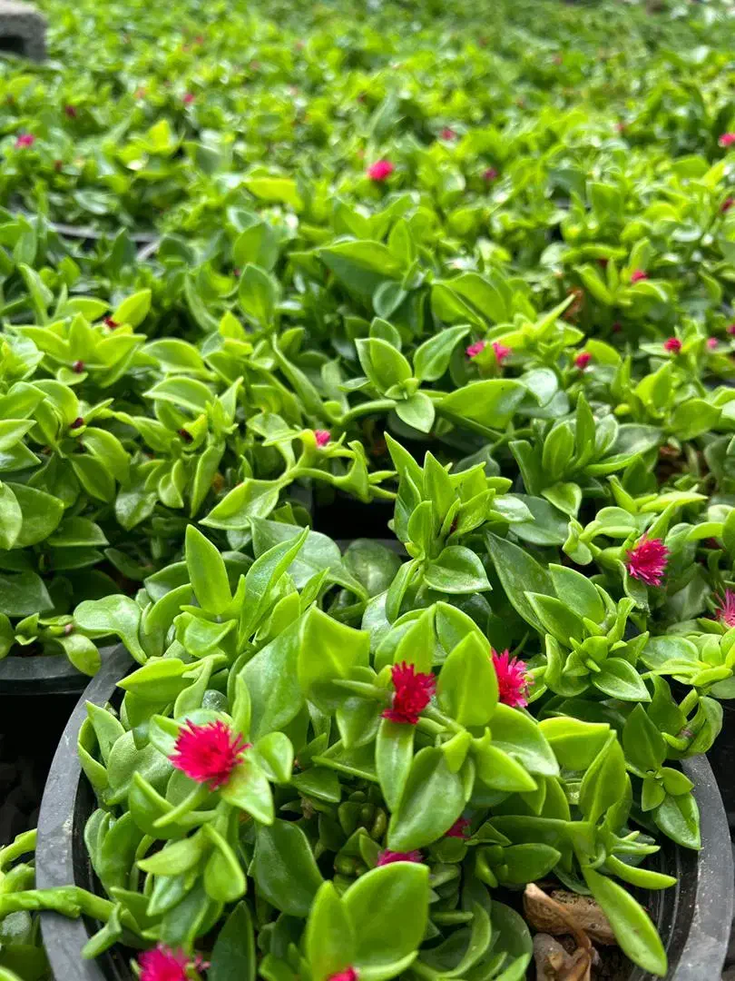 گل طبیعی|گل و گیاه طبیعی|رفسنجان, |دیوار