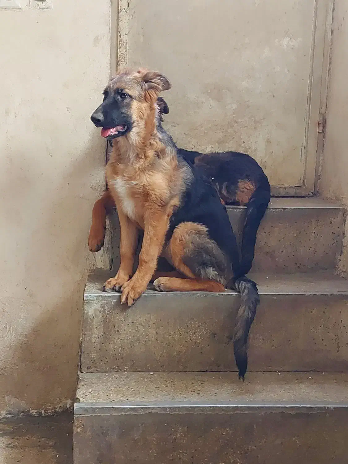 ژرمن شولاین ماده ۵ ماهه|سگ|همدان, |دیوار