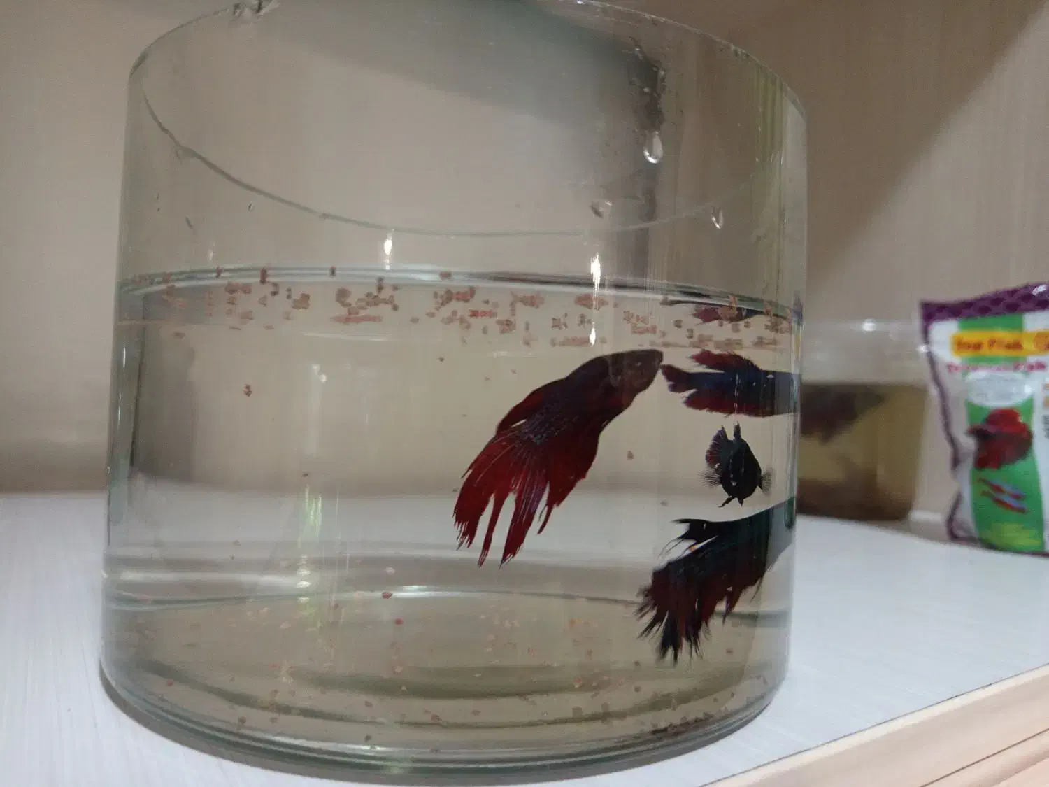 ماهی فایتر هافمون نروماده|ماهی|تهران, افسریه شمالی|دیوار