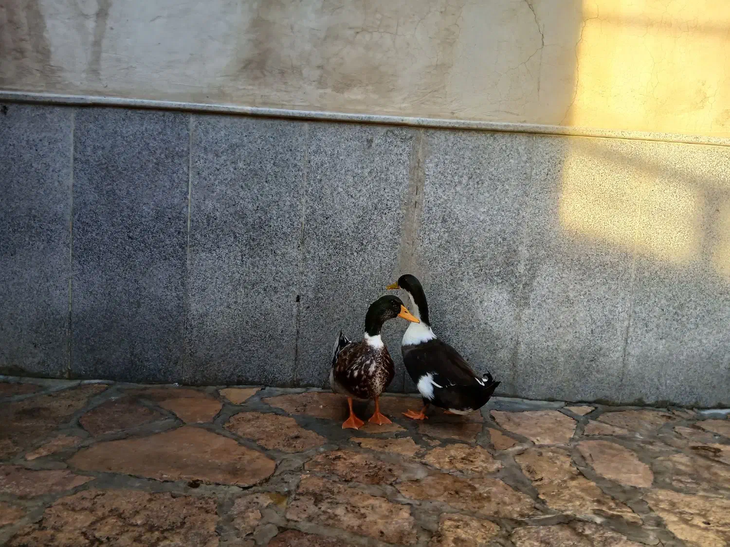 حیوانات مزرعه|حیوانات مزرعه|طرقبه, |دیوار