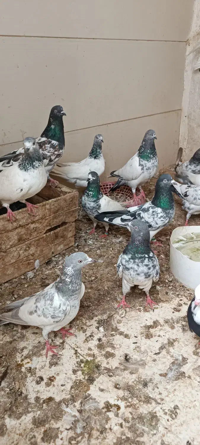 کبوتر|پرنده|بندر ماهشهر, |دیوار