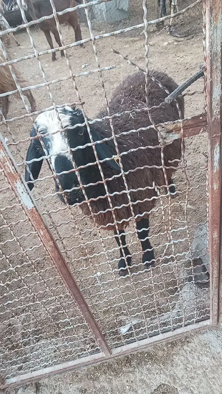 گوسفند|حیوانات مزرعه|جنت, |دیوار