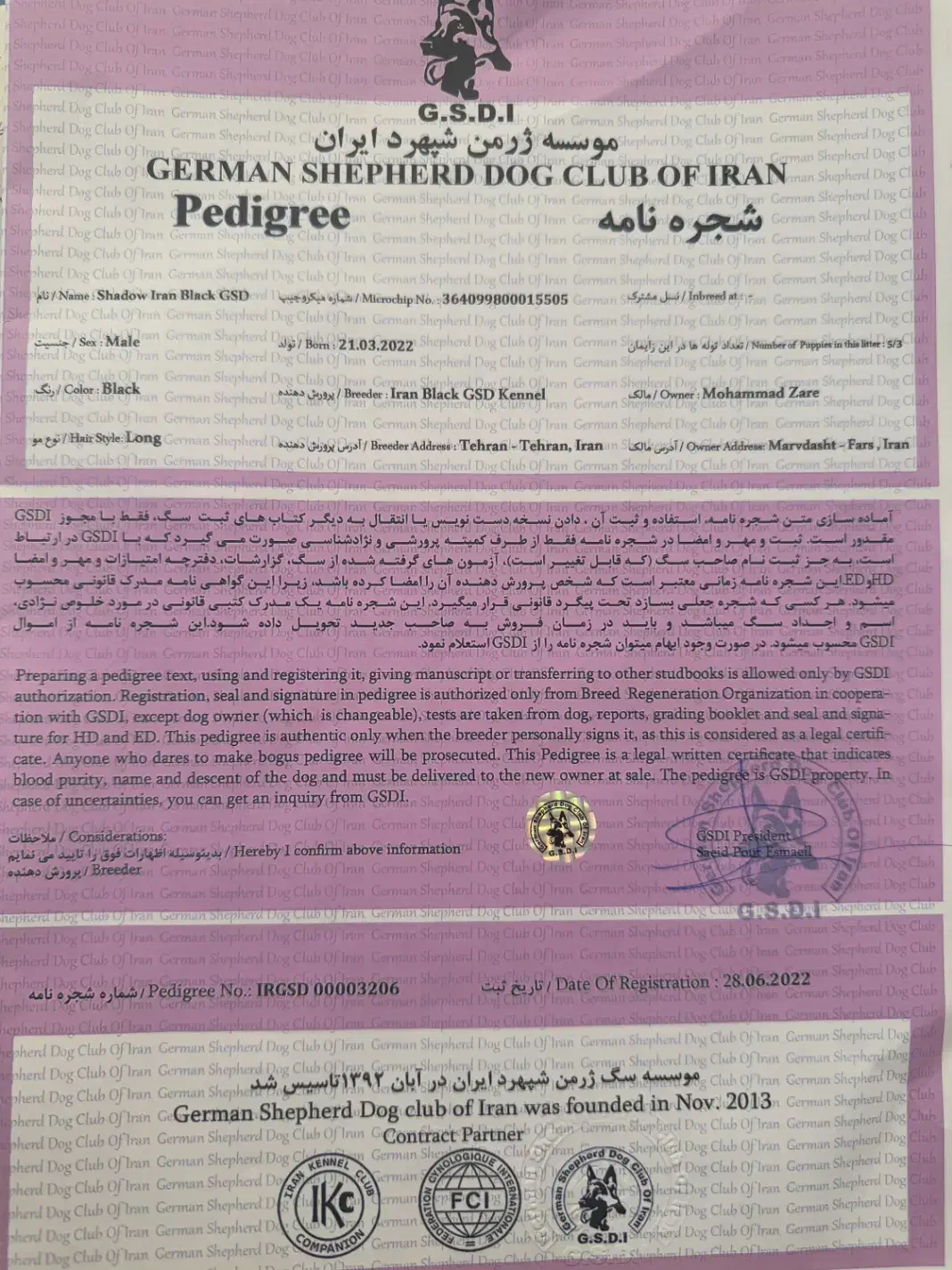ژرمن بلک با شجره|سگ|شیراز, عفیفآباد|دیوار