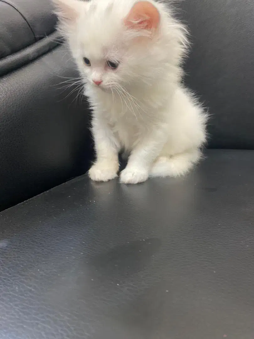 گربه پرشین سفید|گربه|یاسوج, |دیوار