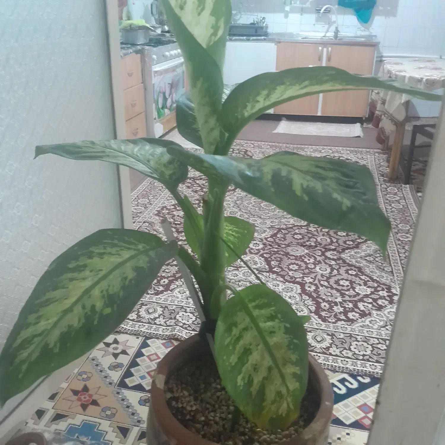 گل دیفن|گل و گیاه طبیعی|پیر بکران, |دیوار