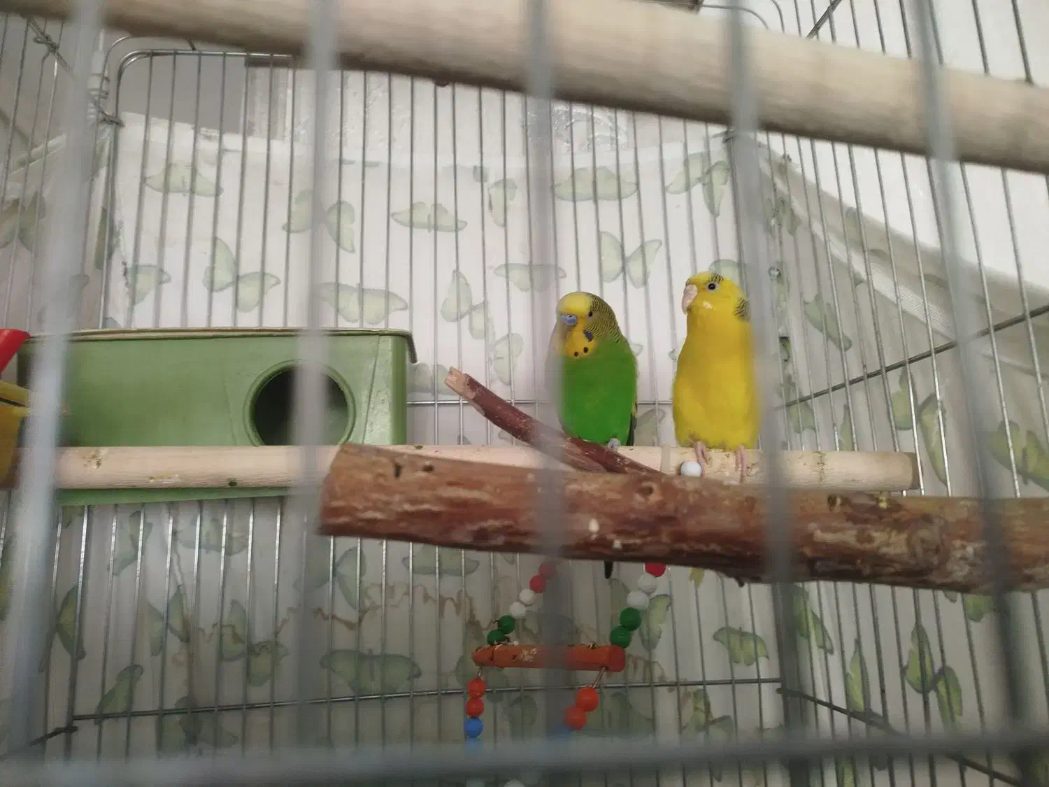 مرغ عشق جفت مولد تخم گذار|پرنده|محمدیه-قزوین, |دیوار