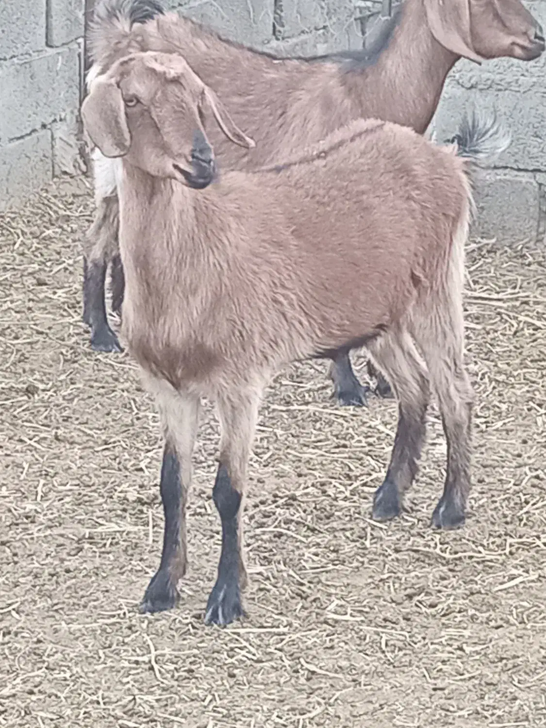 بزشیرا|حیوانات مزرعه|گناباد, |دیوار