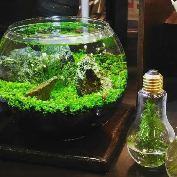 آکواریوم (هدیه روز مادر)|ماهی|مشهد, ولیعصر (شهرک غرب)|دیوار