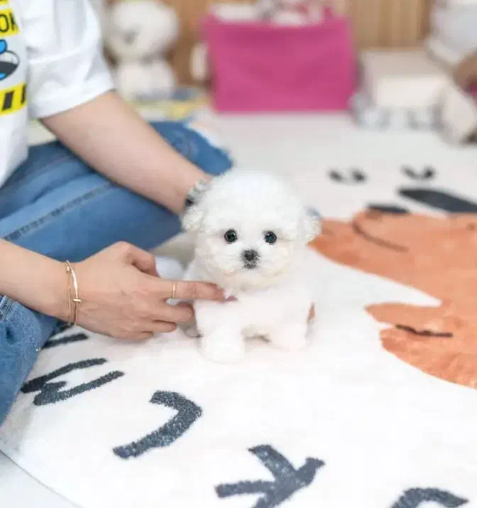 پودل|سگ|اردبیل, |دیوار