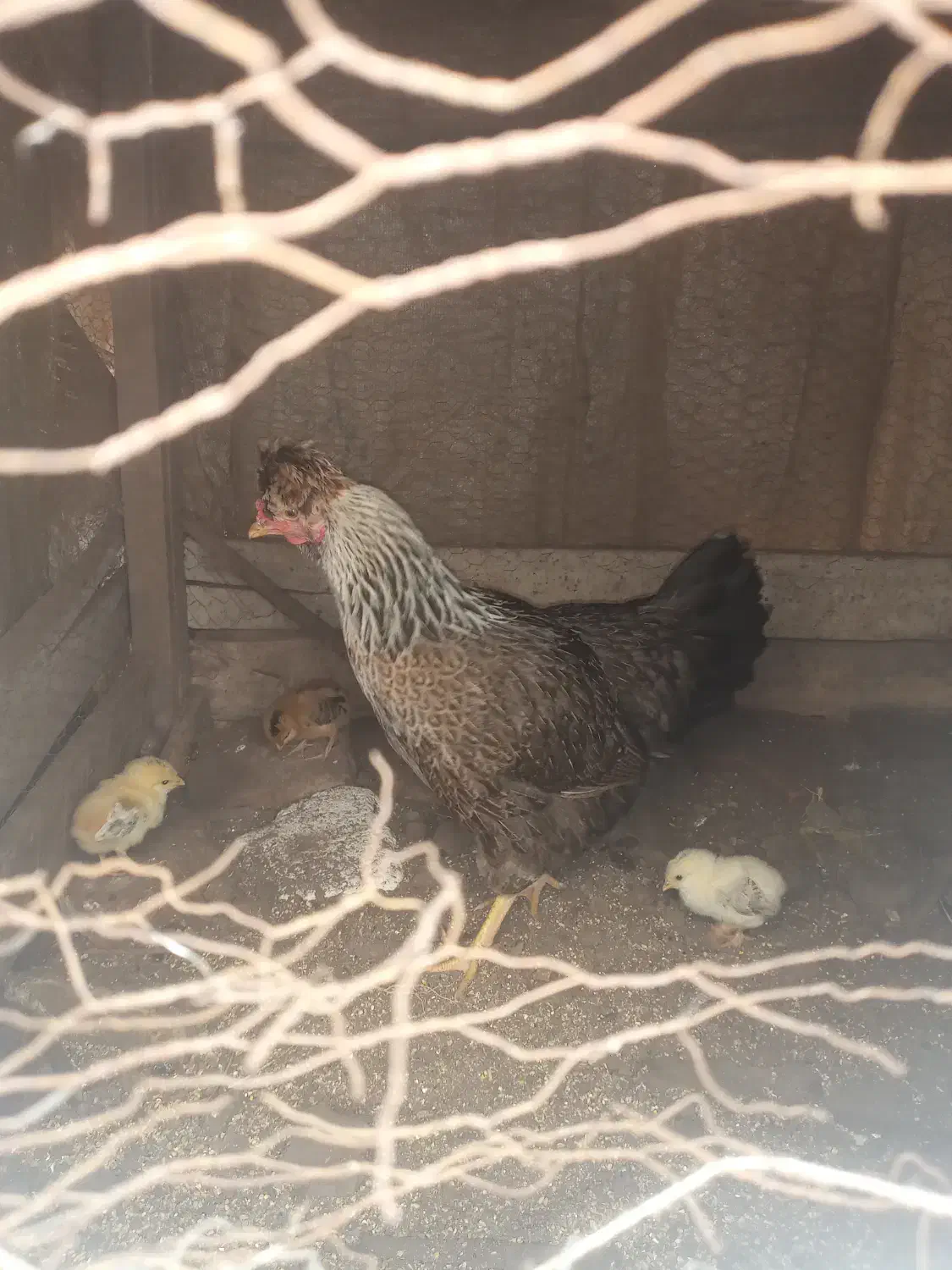 مرغ کرچ همراه ۱۲عددجوجه خروس بزرگ ونیمچه|حیوانات مزرعه|لنگرود, |دیوار