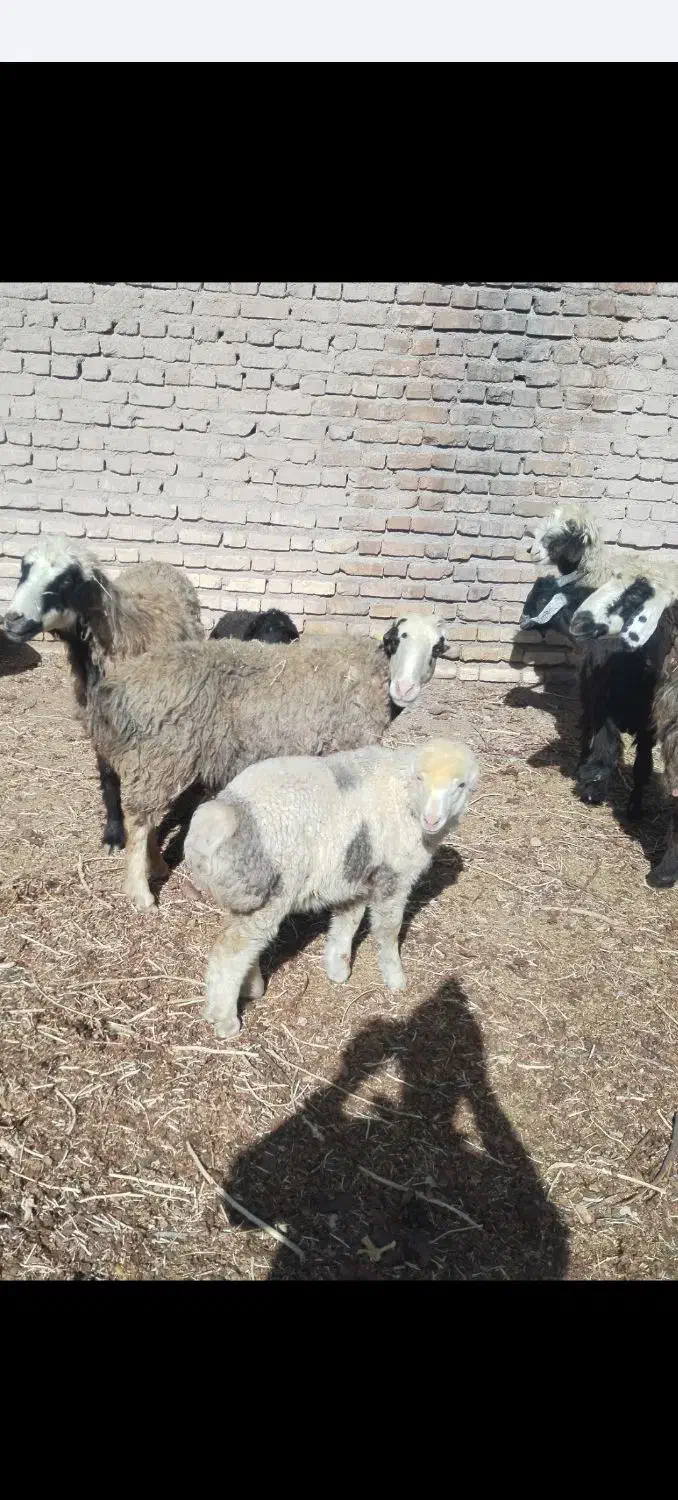 10عدد میش بختیاری با بره و ابستن|حیوانات مزرعه|کرمان, |دیوار