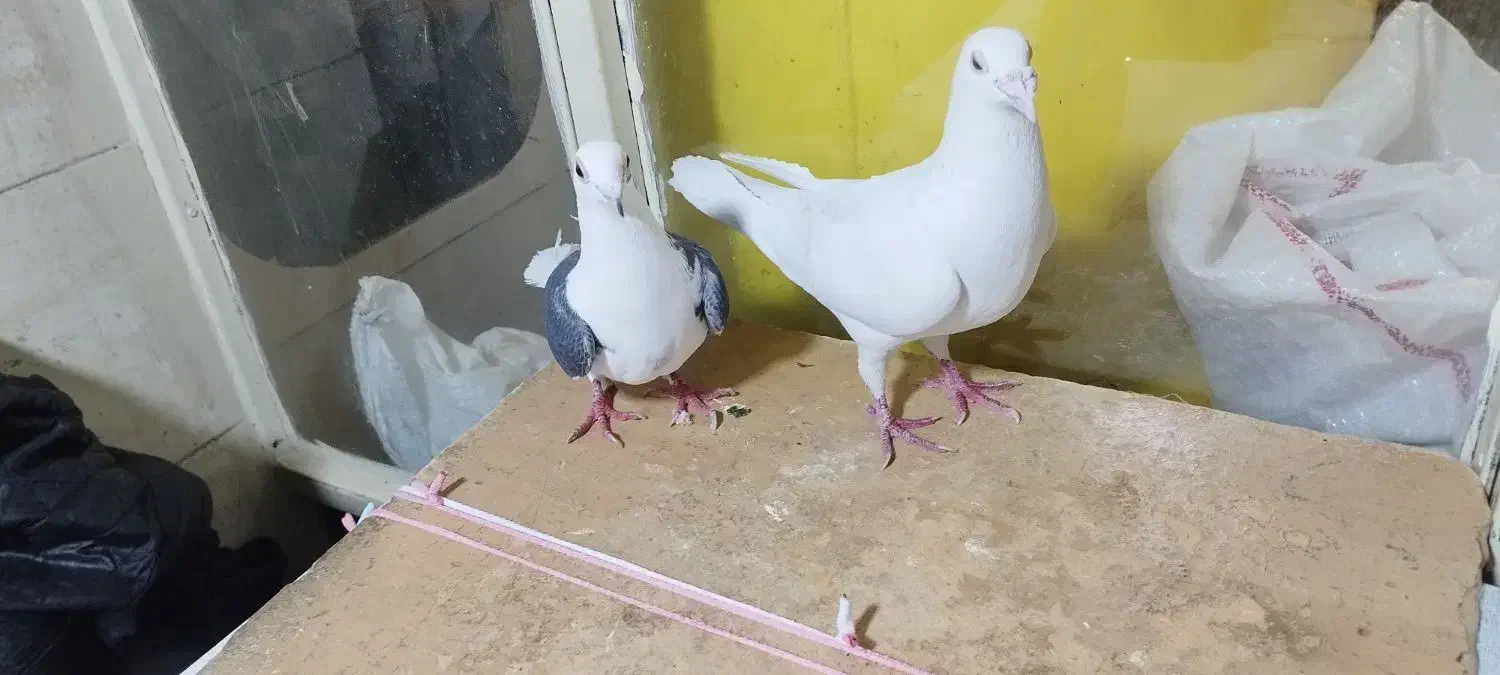 کبوتر .2عدد.پلاکی.نروماده.|پرنده|تهران, مولوی|دیوار